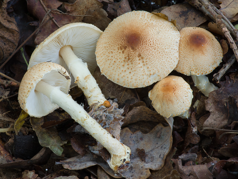 Lepiota ochraceofulva